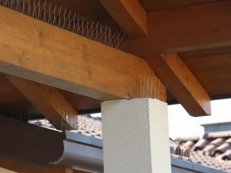 Allontanamento Piccioni Pavia Maro Servizi